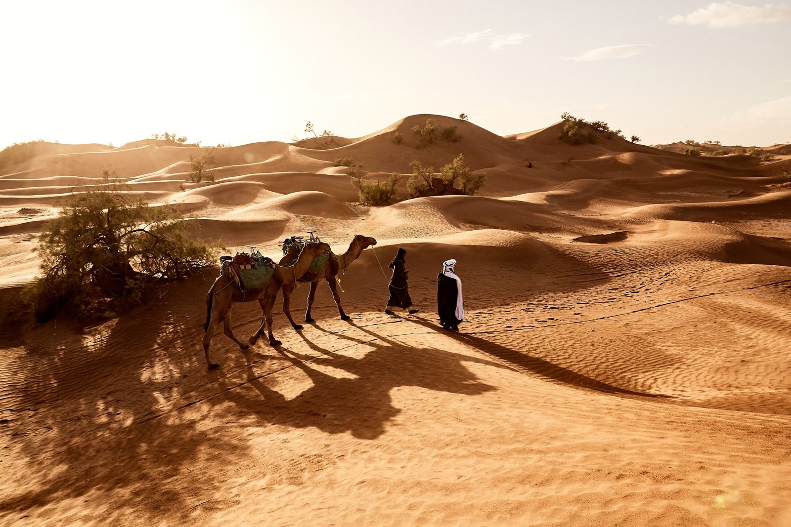 Desert Sunset with Camels