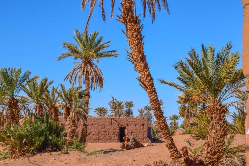 M'Hamid Palm Grove - Desert oasis
