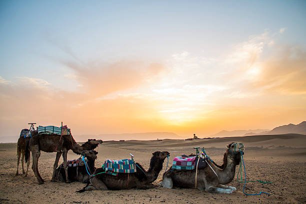 Camel Trekking in Zagora Desert